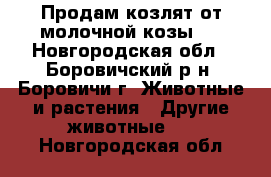 Продам козлят от молочной козы.  - Новгородская обл., Боровичский р-н, Боровичи г. Животные и растения » Другие животные   . Новгородская обл.